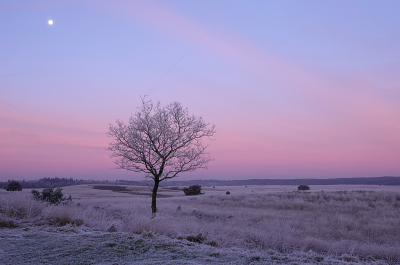 <i class='fa fa-user'></i>&nbsp;nelappelmelk&nbsp;|  Kenmerkend boompje&nbsp; <i class='fa fa-eye'>&nbsp;150</i> &nbsp;<i class='fa fa-thumbs-up'>&nbsp;11</i> &nbsp; <i class='fa fa-comment-o'>&nbsp;10</i>