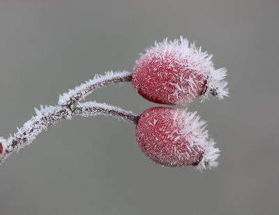 <i class='fa fa-user'></i>&nbsp;Paul Vandebroek&nbsp;|  Hondsroos&nbsp; <i class='fa fa-eye'>&nbsp;115</i> &nbsp;<i class='fa fa-thumbs-up'>&nbsp;9</i> &nbsp; <i class='fa fa-comment-o'>&nbsp;9</i>