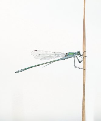 <i class='fa fa-user'></i>&nbsp;rixte&nbsp;|  Gewone Pantserjuffer&nbsp; <i class='fa fa-eye'>&nbsp;70</i> &nbsp;<i class='fa fa-thumbs-up'>&nbsp;2</i> &nbsp; <i class='fa fa-comment-o'>&nbsp;2</i>