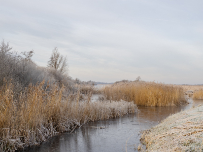 <i class='fa fa-user'></i>&nbsp;Tim Oord&nbsp;|  Winters rietlandschap&nbsp; <i class='fa fa-eye'>&nbsp;99</i> &nbsp;<i class='fa fa-thumbs-up'>&nbsp;2</i> &nbsp; <i class='fa fa-comment-o'>&nbsp;8</i>