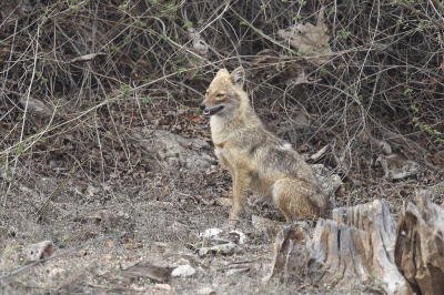 <i class='fa fa-user'></i>&nbsp;Gerard Visser&nbsp;|  Gewone Jakhals of Goudjakhals&nbsp; <i class='fa fa-eye'>&nbsp;268</i> &nbsp;<i class='fa fa-thumbs-up'>&nbsp;3</i> &nbsp; <i class='fa fa-comment-o'>&nbsp;15</i>