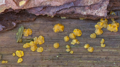 <i class='fa fa-user'></i>&nbsp;Johan van Gurp&nbsp;|  Niersporig Wasbekertje&nbsp; <i class='fa fa-eye'>&nbsp;94</i> &nbsp; <i class='fa fa-comment-o'>&nbsp;7</i>