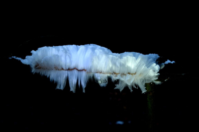 <i class='fa fa-user'></i>&nbsp;mauritskoenen48&nbsp;|  IJshaar&nbsp; <i class='fa fa-eye'>&nbsp;165</i> &nbsp; <i class='fa fa-comment-o'>&nbsp;7</i>