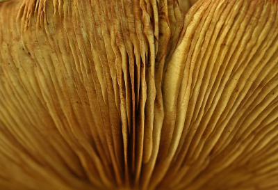 <i class='fa fa-user'></i>&nbsp;Cor&nbsp;|  Gewone Zwavelkop&nbsp; <i class='fa fa-eye'>&nbsp;88</i> &nbsp;<i class='fa fa-thumbs-up'>&nbsp;1</i> &nbsp; <i class='fa fa-comment-o'>&nbsp;6</i>