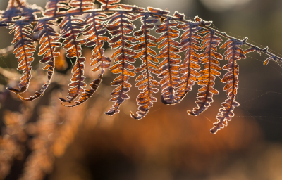 <i class='fa fa-user'></i>&nbsp;David&nbsp;|  Adelaarsvaren&nbsp; <i class='fa fa-eye'>&nbsp;90</i> &nbsp;<i class='fa fa-thumbs-up'>&nbsp;1</i> &nbsp; <i class='fa fa-comment-o'>&nbsp;4</i>