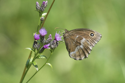 <i class='fa fa-user'></i>&nbsp;F.Koopman&nbsp;|  Blauwoogvlinder&nbsp; <i class='fa fa-eye'>&nbsp;103</i> &nbsp;<i class='fa fa-thumbs-up'>&nbsp;2</i> &nbsp; <i class='fa fa-comment-o'>&nbsp;2</i>