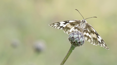 <i class='fa fa-user'></i>&nbsp;Johan van Gurp&nbsp;|  Dambordje&nbsp; <i class='fa fa-eye'>&nbsp;99</i> &nbsp;<i class='fa fa-thumbs-up'>&nbsp;1</i> &nbsp; <i class='fa fa-comment-o'>&nbsp;4</i>