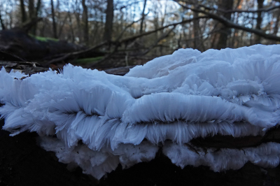 <i class='fa fa-user'></i>&nbsp;nelappelmelk&nbsp;|  IJshaar&nbsp; <i class='fa fa-eye'>&nbsp;172</i> &nbsp;<i class='fa fa-thumbs-up'>&nbsp;3</i> &nbsp; <i class='fa fa-comment-o'>&nbsp;8</i>