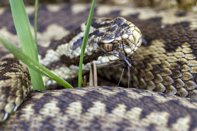 <i class='fa fa-user'></i>&nbsp;Bertus&nbsp;|  Adder&nbsp; <i class='fa fa-eye'>&nbsp;184</i> &nbsp;<i class='fa fa-thumbs-up'>&nbsp;6</i> &nbsp; <i class='fa fa-comment-o'>&nbsp;4</i>