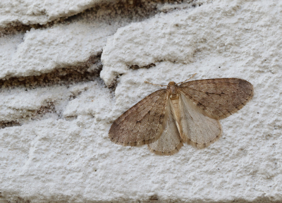 <i class='fa fa-user'></i>&nbsp;Ad Sprang&nbsp;|  Kleine Wintervlinder&nbsp; <i class='fa fa-eye'>&nbsp;78</i> &nbsp; <i class='fa fa-comment-o'>&nbsp;4</i>