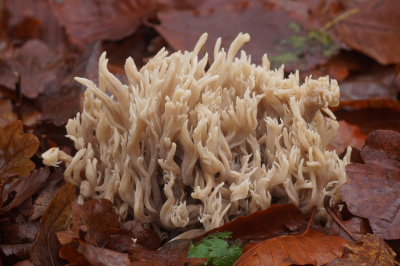 <i class='fa fa-user'></i>&nbsp;Jelle Bakker&nbsp;|  Witte Koraalzwam&nbsp; <i class='fa fa-eye'>&nbsp;101</i> &nbsp;<i class='fa fa-thumbs-up'>&nbsp;3</i> &nbsp; <i class='fa fa-comment-o'>&nbsp;4</i>