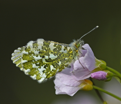 <i class='fa fa-user'></i>&nbsp;Cor&nbsp;|  Oranjetipje&nbsp; <i class='fa fa-eye'>&nbsp;93</i> &nbsp;<i class='fa fa-thumbs-up'>&nbsp;4</i> &nbsp; <i class='fa fa-comment-o'>&nbsp;10</i>