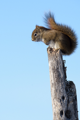 <i class='fa fa-user'></i>&nbsp;Jan Luit&nbsp;|  Amerikaanse Rode Eekhoorn&nbsp; <i class='fa fa-eye'>&nbsp;101</i> &nbsp;<i class='fa fa-thumbs-up'>&nbsp;1</i> &nbsp; <i class='fa fa-comment-o'>&nbsp;2</i>