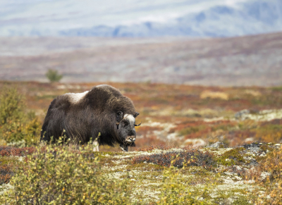 <i class='fa fa-user'></i>&nbsp;Bert Ooms&nbsp;|  Muskusos&nbsp; <i class='fa fa-eye'>&nbsp;229</i> &nbsp;<i class='fa fa-thumbs-up'>&nbsp;19</i> &nbsp; <i class='fa fa-comment-o'>&nbsp;16</i>
