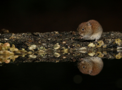 <i class='fa fa-user'></i>&nbsp;Ruben de Bruijn&nbsp;|  Rosse Woelmuis&nbsp; <i class='fa fa-eye'>&nbsp;147</i> &nbsp;<i class='fa fa-thumbs-up'>&nbsp;3</i> &nbsp; <i class='fa fa-comment-o'>&nbsp;5</i>