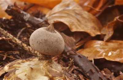 <i class='fa fa-user'></i>&nbsp;Jelle Bakker&nbsp;|  Grote Aardster&nbsp; <i class='fa fa-eye'>&nbsp;88</i> &nbsp;<i class='fa fa-thumbs-up'>&nbsp;2</i> &nbsp; <i class='fa fa-comment-o'>&nbsp;2</i>