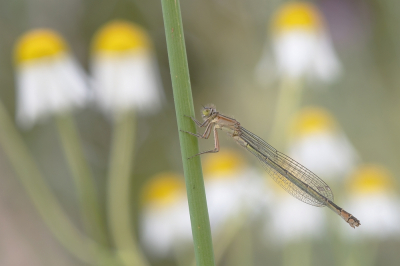 <i class='fa fa-user'></i>&nbsp;Johan van Gurp&nbsp;|  Lantaarntje&nbsp; <i class='fa fa-eye'>&nbsp;98</i> &nbsp;<i class='fa fa-thumbs-up'>&nbsp;4</i> &nbsp; <i class='fa fa-comment-o'>&nbsp;4</i>