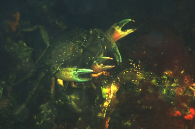 <i class='fa fa-user'></i>&nbsp;A. Soeting&nbsp;|  Strandkrab&nbsp; <i class='fa fa-eye'>&nbsp;129</i> &nbsp;<i class='fa fa-thumbs-up'>&nbsp;2</i> &nbsp; <i class='fa fa-comment-o'>&nbsp;8</i>