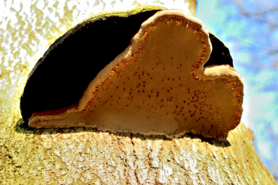 Het was een mistige ochtend in het bos terwijl de zon net doorbrak. Deze tonderzwam had aan de onderzijde langs de rand een soort van dauwdruppels die mij deden denken aan kleine bruine suikerklontjes.