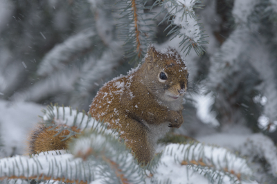 <i class='fa fa-user'></i>&nbsp;Jan Luit&nbsp;|  Amerikaanse Rode Eekhoorn&nbsp; <i class='fa fa-eye'>&nbsp;164</i> &nbsp;<i class='fa fa-thumbs-up'>&nbsp;15</i> &nbsp; <i class='fa fa-comment-o'>&nbsp;11</i>