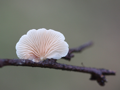 <i class='fa fa-user'></i>&nbsp;Paul Vandebroek&nbsp;|  Wit Oorzwammetje&nbsp; <i class='fa fa-eye'>&nbsp;89</i> &nbsp;<i class='fa fa-thumbs-up'>&nbsp;3</i> &nbsp; <i class='fa fa-comment-o'>&nbsp;7</i>