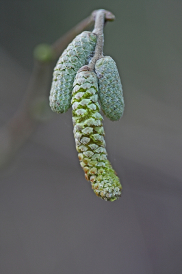 <i class='fa fa-user'></i>&nbsp;Cor&nbsp;|  Hazelaar&nbsp; <i class='fa fa-eye'>&nbsp;74</i> &nbsp;<i class='fa fa-thumbs-up'>&nbsp;2</i> &nbsp; <i class='fa fa-comment-o'>&nbsp;6</i>