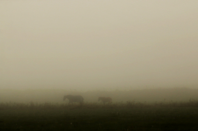 <i class='fa fa-user'></i>&nbsp;frbeuming&nbsp;|  Mistige dag&nbsp; <i class='fa fa-eye'>&nbsp;98</i> &nbsp; <i class='fa fa-comment-o'>&nbsp;5</i>