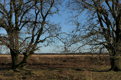 <i class='fa fa-user'></i>&nbsp;frbeuming&nbsp;|  Dwingelderveld&nbsp; <i class='fa fa-eye'>&nbsp;76</i> &nbsp;<i class='fa fa-thumbs-up'>&nbsp;1</i> &nbsp; <i class='fa fa-comment-o'>&nbsp;2</i>