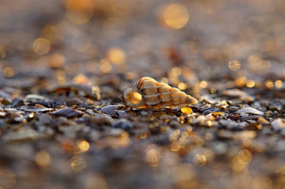 <i class='fa fa-user'></i>&nbsp;Nel R&nbsp;|  Gewone Wenteltrap&nbsp; <i class='fa fa-eye'>&nbsp;126</i> &nbsp;<i class='fa fa-thumbs-up'>&nbsp;10</i> &nbsp; <i class='fa fa-comment-o'>&nbsp;14</i>