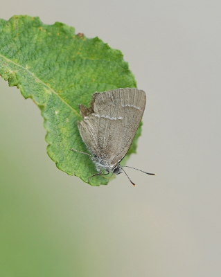 <i class='fa fa-user'></i>&nbsp;Ben Aalders&nbsp;|  Eikenpage&nbsp; <i class='fa fa-eye'>&nbsp;105</i> &nbsp;<i class='fa fa-thumbs-up'>&nbsp;2</i> &nbsp; <i class='fa fa-comment-o'>&nbsp;4</i>