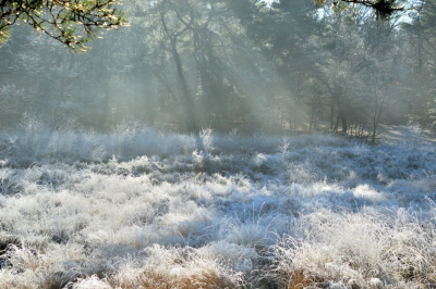 <i class='fa fa-user'></i>&nbsp;mauritskoenen48&nbsp;|  Berijpte heide tegen bosrand&nbsp; <i class='fa fa-eye'>&nbsp;105</i> &nbsp;<i class='fa fa-thumbs-up'>&nbsp;1</i> &nbsp; <i class='fa fa-comment-o'>&nbsp;4</i>