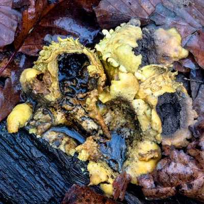 <i class='fa fa-user'></i>&nbsp;Johan van Gurp&nbsp;|  Gele Aardappelbovist&nbsp; <i class='fa fa-eye'>&nbsp;97</i> &nbsp; <i class='fa fa-comment-o'>&nbsp;2</i>