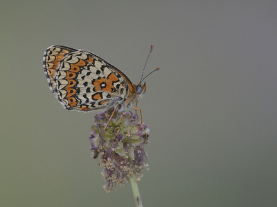 <i class='fa fa-user'></i>&nbsp;F.Koopman&nbsp;|  Centaurieparelmoervlinder&nbsp; <i class='fa fa-eye'>&nbsp;94</i> &nbsp; <i class='fa fa-comment-o'>&nbsp;5</i>