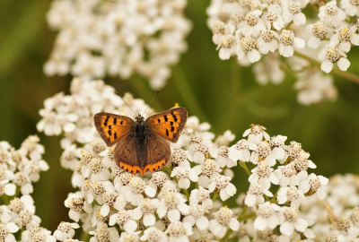 <i class='fa fa-user'></i>&nbsp;Jelle Bakker&nbsp;|  Kleine Vuurvlinder&nbsp; <i class='fa fa-eye'>&nbsp;85</i> &nbsp; <i class='fa fa-comment-o'>&nbsp;5</i>