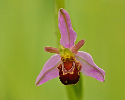 <i class='fa fa-user'></i>&nbsp;Cor&nbsp;|  Bijenorchis&nbsp; <i class='fa fa-eye'>&nbsp;99</i> &nbsp;<i class='fa fa-thumbs-up'>&nbsp;11</i> &nbsp; <i class='fa fa-comment-o'>&nbsp;12</i>