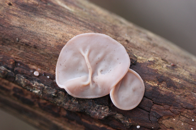 <i class='fa fa-user'></i>&nbsp;Paul Vandebroek&nbsp;|  Echt Judasoor&nbsp; <i class='fa fa-eye'>&nbsp;109</i> &nbsp;<i class='fa fa-thumbs-up'>&nbsp;2</i> &nbsp; <i class='fa fa-comment-o'>&nbsp;7</i>