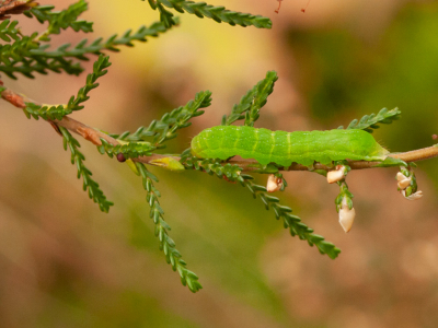 <i class='fa fa-user'></i>&nbsp;Louis&nbsp;|  Agaatvlinder&nbsp; <i class='fa fa-eye'>&nbsp;106</i> &nbsp;<i class='fa fa-thumbs-up'>&nbsp;5</i> &nbsp; <i class='fa fa-comment-o'>&nbsp;7</i>