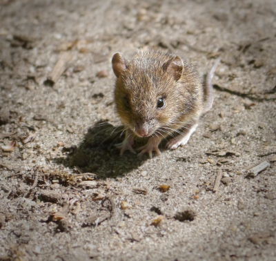 <i class='fa fa-user'></i>&nbsp;janvangastel&nbsp;|  Huismuis&nbsp; <i class='fa fa-eye'>&nbsp;114</i> &nbsp; <i class='fa fa-comment-o'>&nbsp;4</i>