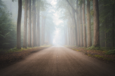 Foto is gemaakt op een statief, foto bestaat uit 1 genomen raw foto, en is gemaakt met een objectief van Tamron de 28-75mm f/2.8 Di III RXD op 60mm. Locatie de mastbos was deze ochtend zeer dichte mist wat een uitgelezen kans was om het bos op een magische manier vast te leggen.
