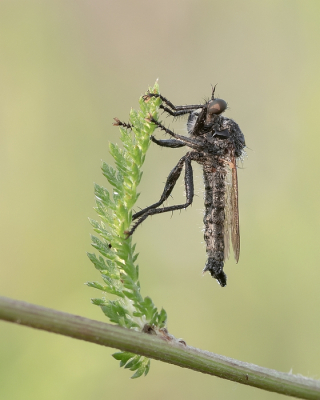 <i class='fa fa-user'></i>&nbsp;Johan van Gurp&nbsp;|  Borstelroofvlieg&nbsp; <i class='fa fa-eye'>&nbsp;75</i> &nbsp; <i class='fa fa-comment-o'>&nbsp;4</i>