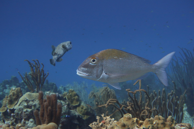 <i class='fa fa-user'></i>&nbsp;Vincent Rijnbende&nbsp;|  Schoteloogzeebrasem&nbsp; <i class='fa fa-eye'>&nbsp;140</i> &nbsp;<i class='fa fa-thumbs-up'>&nbsp;8</i> &nbsp; <i class='fa fa-comment-o'>&nbsp;4</i>