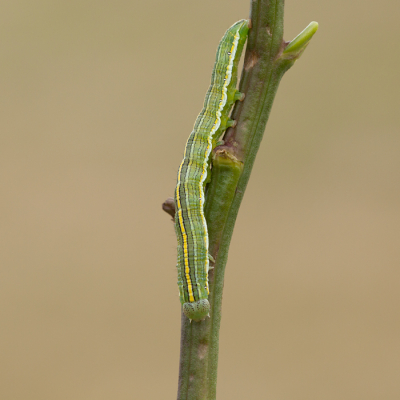 <i class='fa fa-user'></i>&nbsp;Louis&nbsp;|  Astermonnik&nbsp; <i class='fa fa-eye'>&nbsp;78</i> &nbsp;<i class='fa fa-thumbs-up'>&nbsp;2</i> &nbsp; <i class='fa fa-comment-o'>&nbsp;4</i>