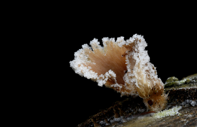 <i class='fa fa-user'></i>&nbsp;Eric Gibcus&nbsp;|  Schimmel sp.&nbsp; <i class='fa fa-eye'>&nbsp;108</i> &nbsp;<i class='fa fa-thumbs-up'>&nbsp;9</i> &nbsp; <i class='fa fa-comment-o'>&nbsp;10</i>