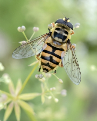 <i class='fa fa-user'></i>&nbsp;Johan van Gurp&nbsp;|  Doodskopzweefvlieg&nbsp; <i class='fa fa-eye'>&nbsp;77</i> &nbsp;<i class='fa fa-thumbs-up'>&nbsp;1</i> &nbsp; <i class='fa fa-comment-o'>&nbsp;2</i>