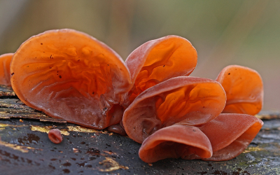 <i class='fa fa-user'></i>&nbsp;Cor&nbsp;|  Echt Judasoor&nbsp; <i class='fa fa-eye'>&nbsp;93</i> &nbsp;<i class='fa fa-thumbs-up'>&nbsp;7</i> &nbsp; <i class='fa fa-comment-o'>&nbsp;8</i>