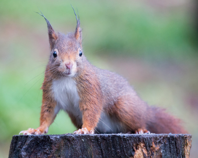 <i class='fa fa-user'></i>&nbsp;Martijn Schot&nbsp;|  Eekhoorn&nbsp; <i class='fa fa-eye'>&nbsp;77</i> &nbsp;<i class='fa fa-thumbs-up'>&nbsp;1</i> &nbsp; <i class='fa fa-comment-o'>&nbsp;3</i>