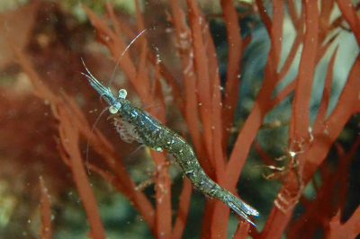 <i class='fa fa-user'></i>&nbsp;A. Soeting&nbsp;|  Bochtige Aasgarnaal of Geknikte Aasgarnaal&nbsp; <i class='fa fa-eye'>&nbsp;90</i> &nbsp;<i class='fa fa-thumbs-up'>&nbsp;2</i> &nbsp; <i class='fa fa-comment-o'>&nbsp;3</i>