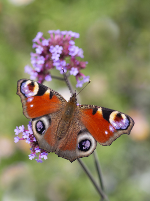 <i class='fa fa-user'></i>&nbsp;Mignon-Creative&nbsp;|  Dagpauwoog&nbsp; <i class='fa fa-eye'>&nbsp;102</i> &nbsp;<i class='fa fa-thumbs-up'>&nbsp;10</i> &nbsp; <i class='fa fa-comment-o'>&nbsp;8</i>