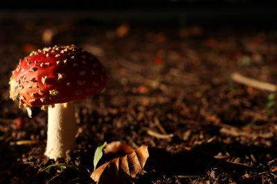 Gemaakt in het bos van Atingham Estate te Wales. Geen extra verlichting of bewerking noodzakelijk door de prachtige laagstaande zon door het bladerdek.