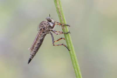 <i class='fa fa-user'></i>&nbsp;Johan van Gurp&nbsp;|  Ringpootroofvlieg&nbsp; <i class='fa fa-eye'>&nbsp;68</i> &nbsp;<i class='fa fa-thumbs-up'>&nbsp;3</i> &nbsp; <i class='fa fa-comment-o'>&nbsp;1</i>